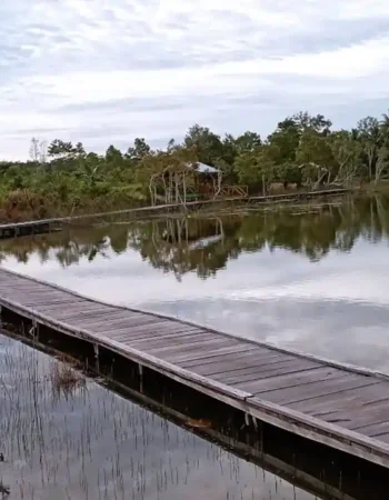 Rawa Cinta Kampung Nggayu Ulilin Merauke